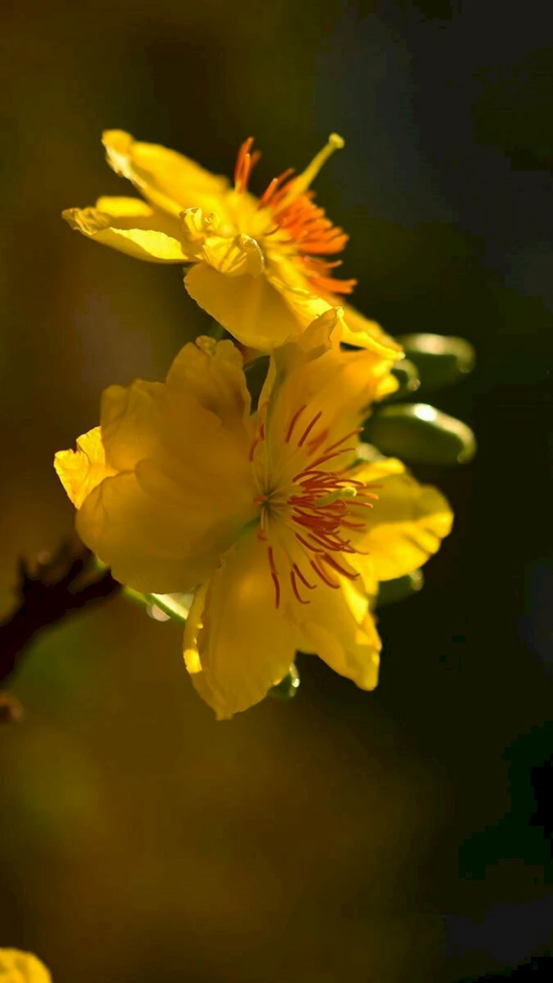 hình nền hoa mai 32