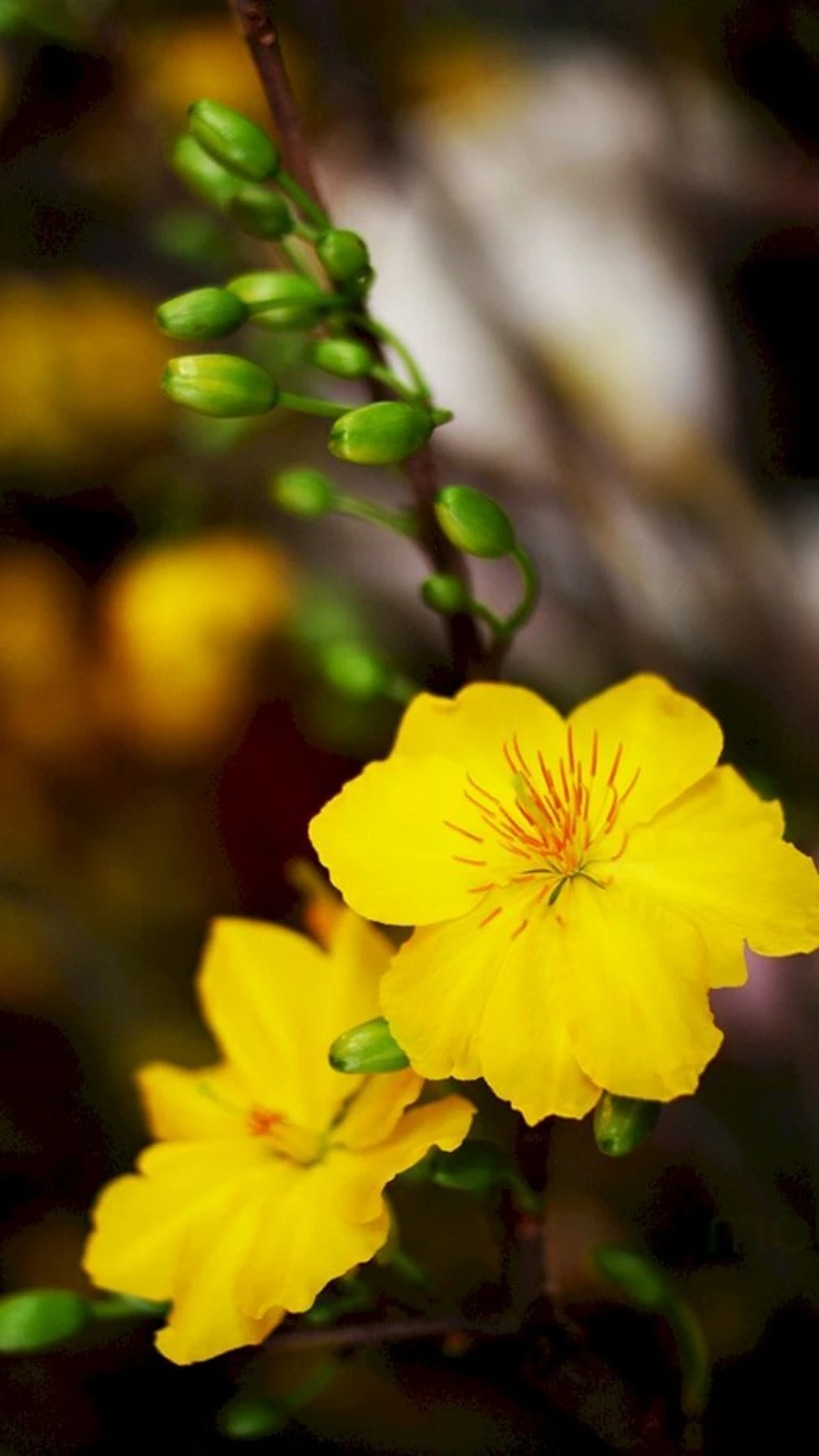 hình nền hoa mai 33