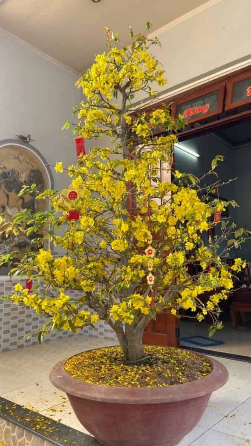 hình nền hoa mai 34