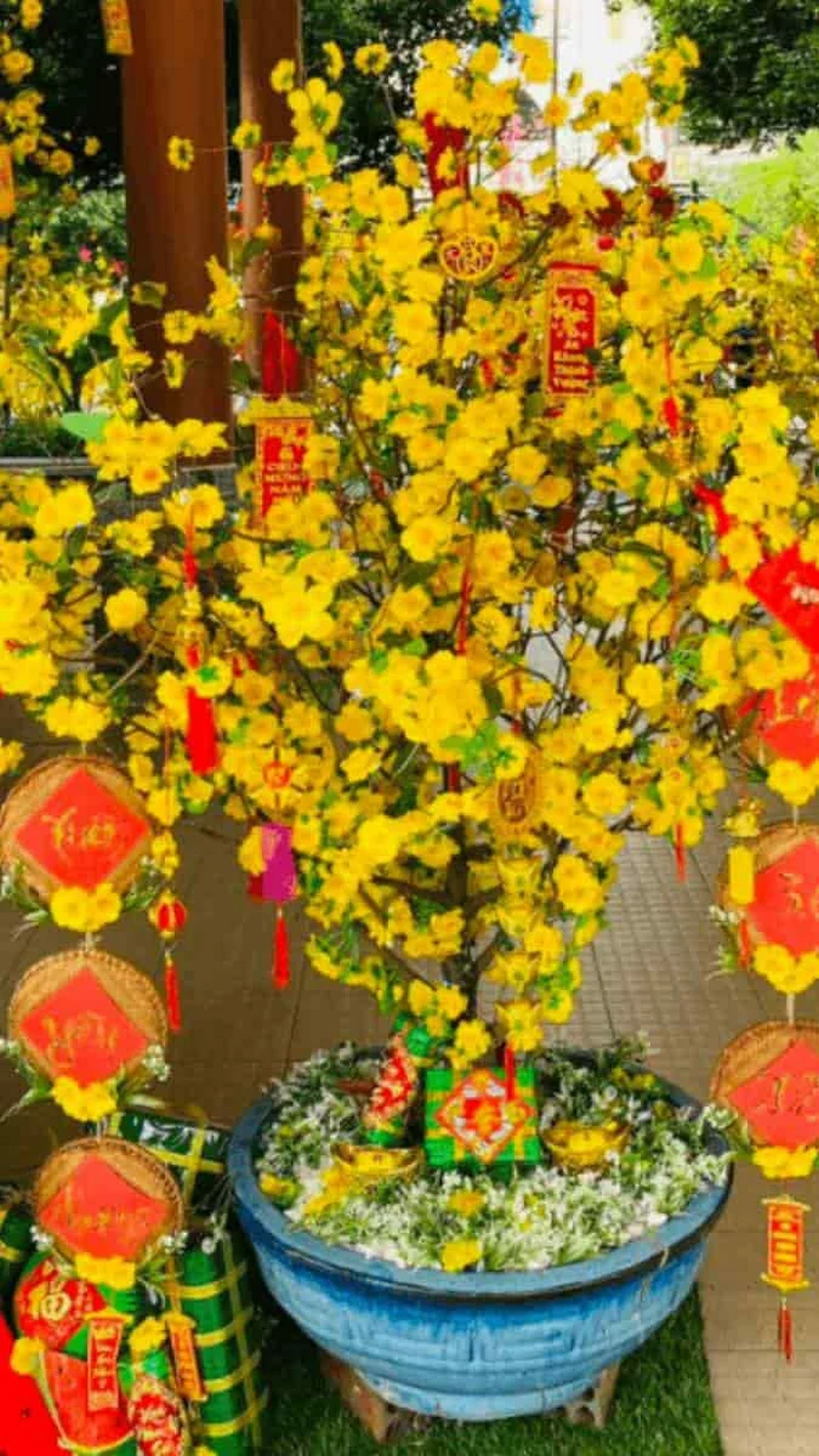 hình nền hoa mai 36