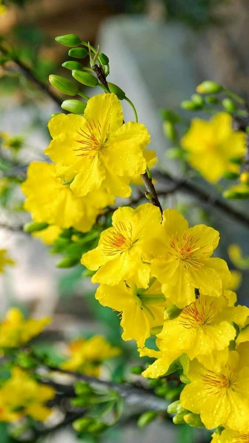 hình nền hoa mai 38