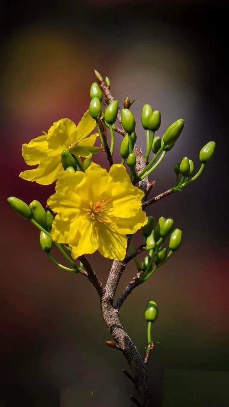 hình nền hoa mai 39
