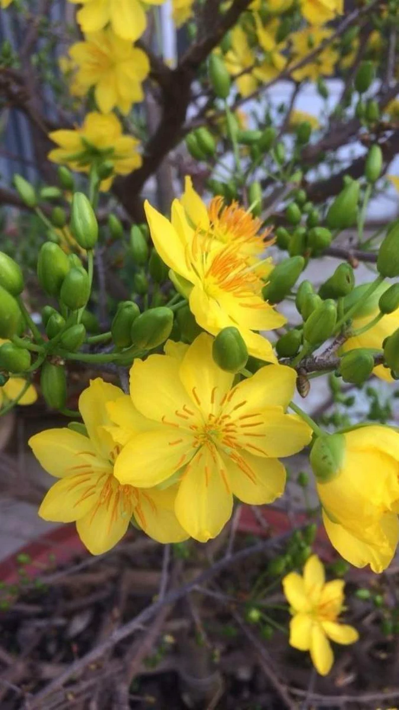 hình nền hoa mai 40