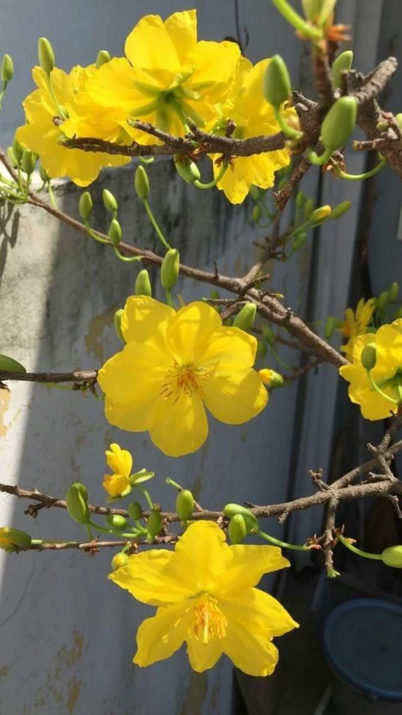 hình nền hoa mai 41