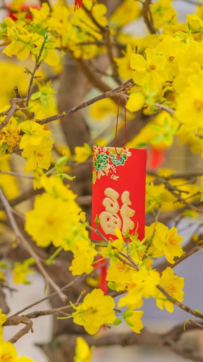 hình nền hoa mai 42