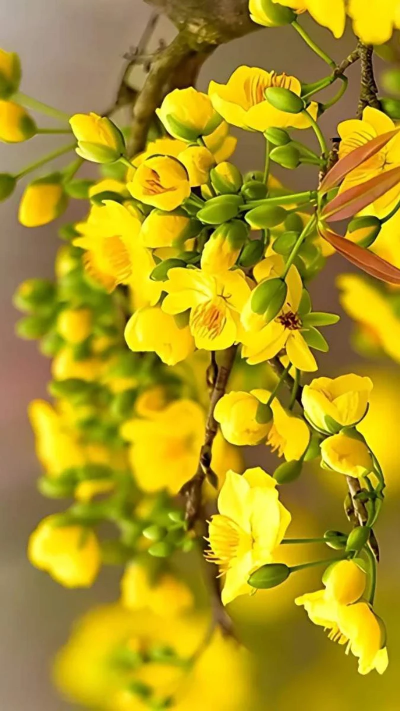hình nền hoa mai 43