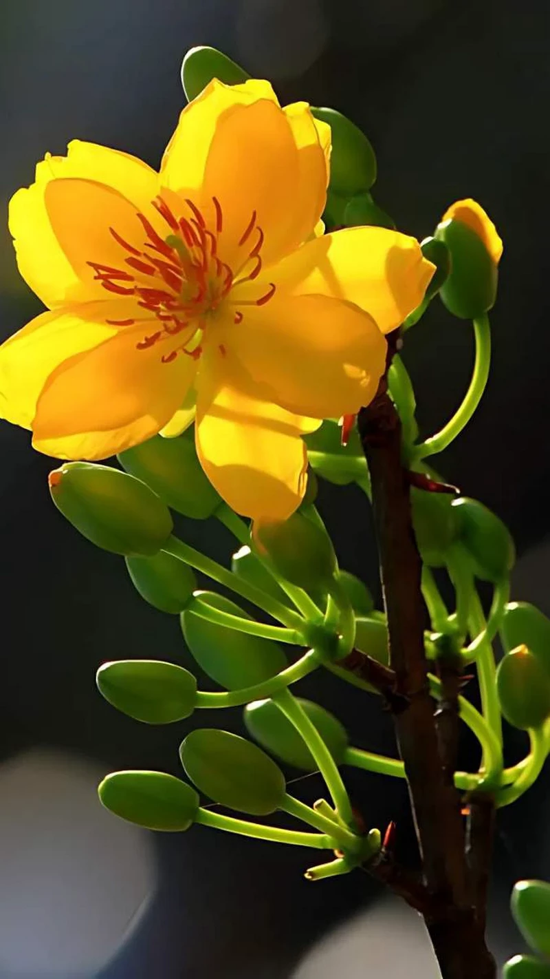 hình nền hoa mai 44