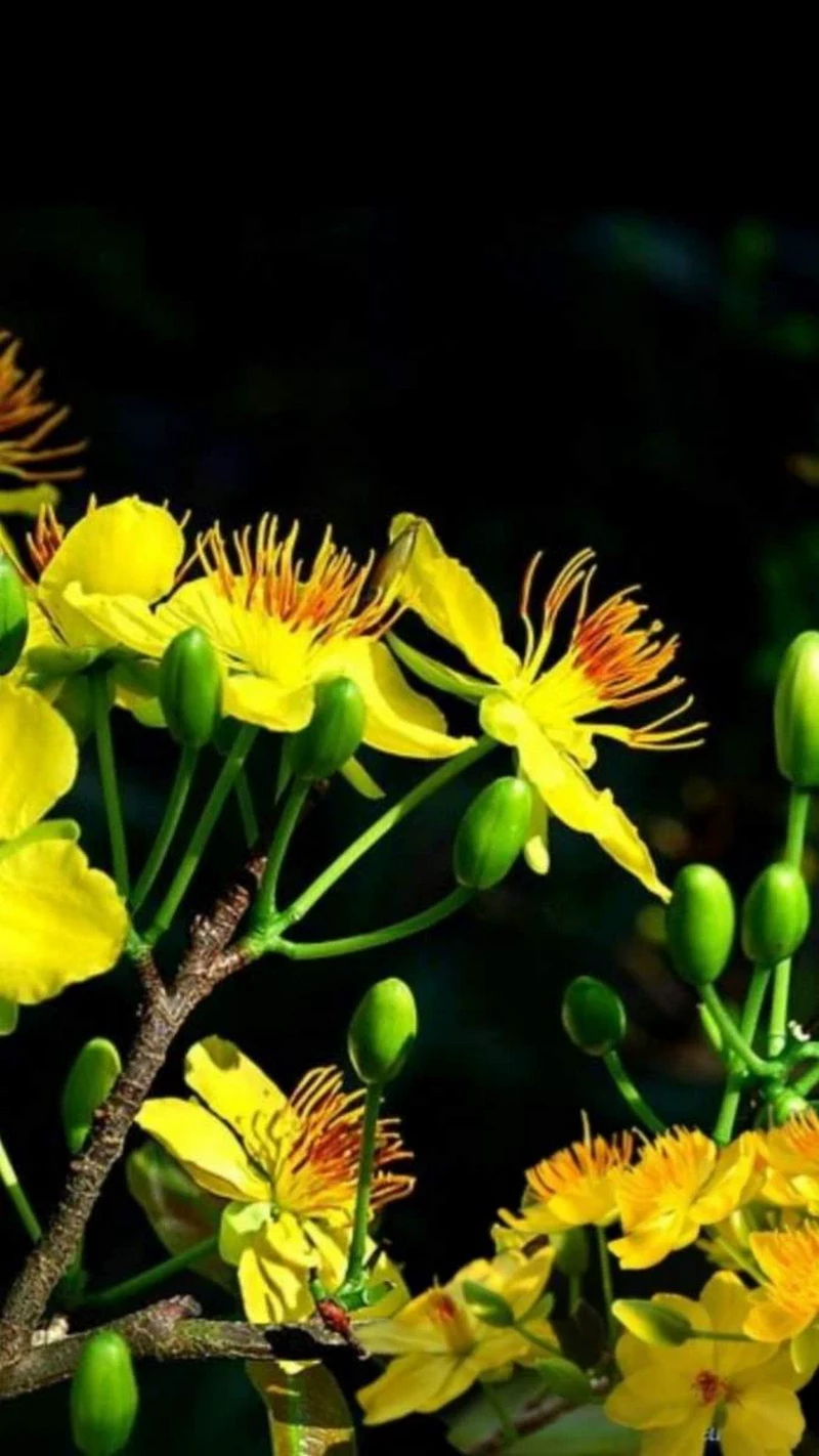 hình nền hoa mai 49