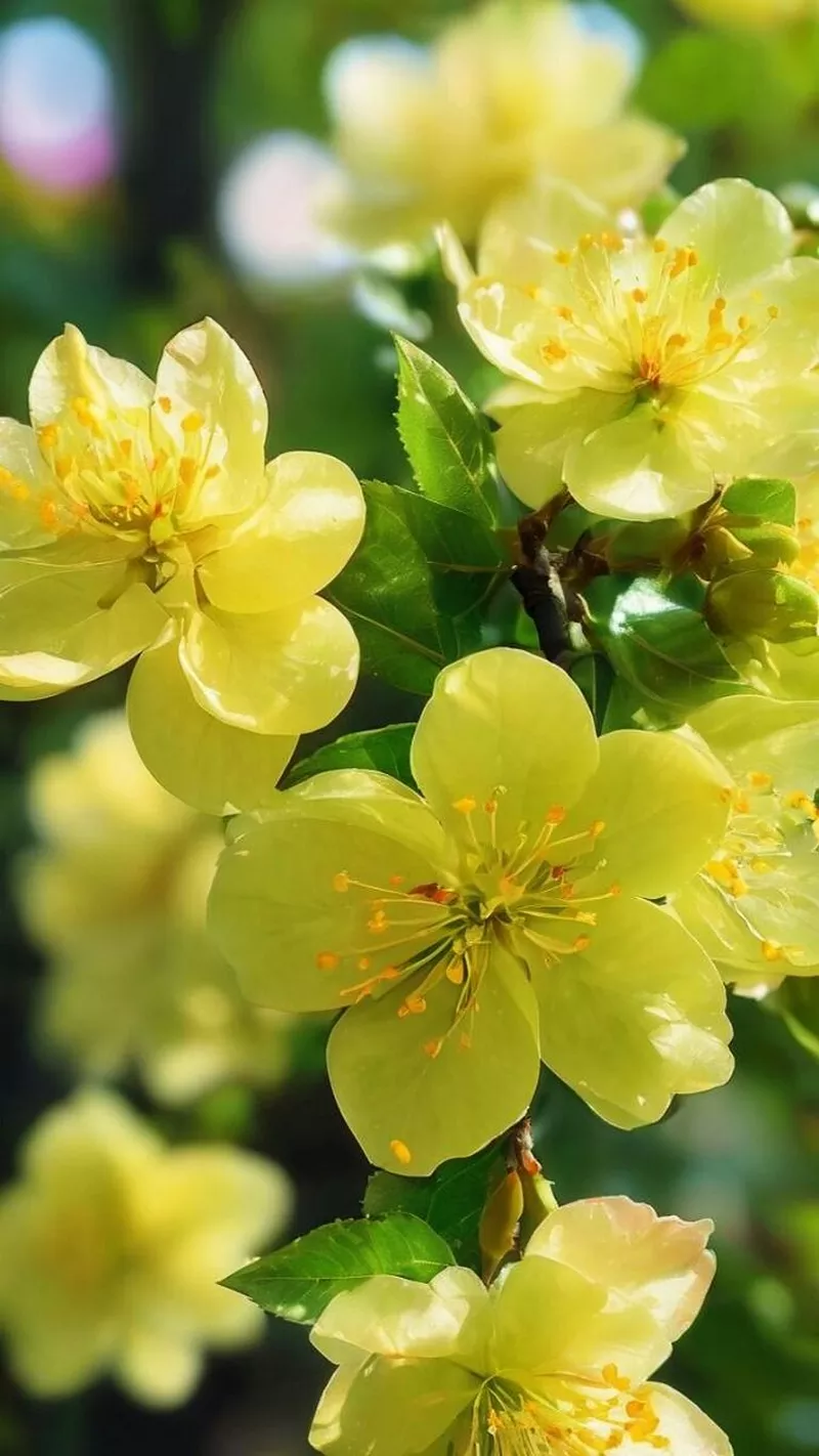 hình nền hoa mai 5