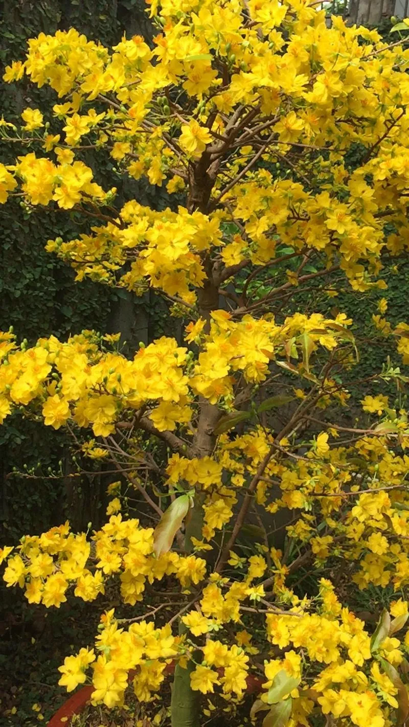 hình nền hoa mai 6