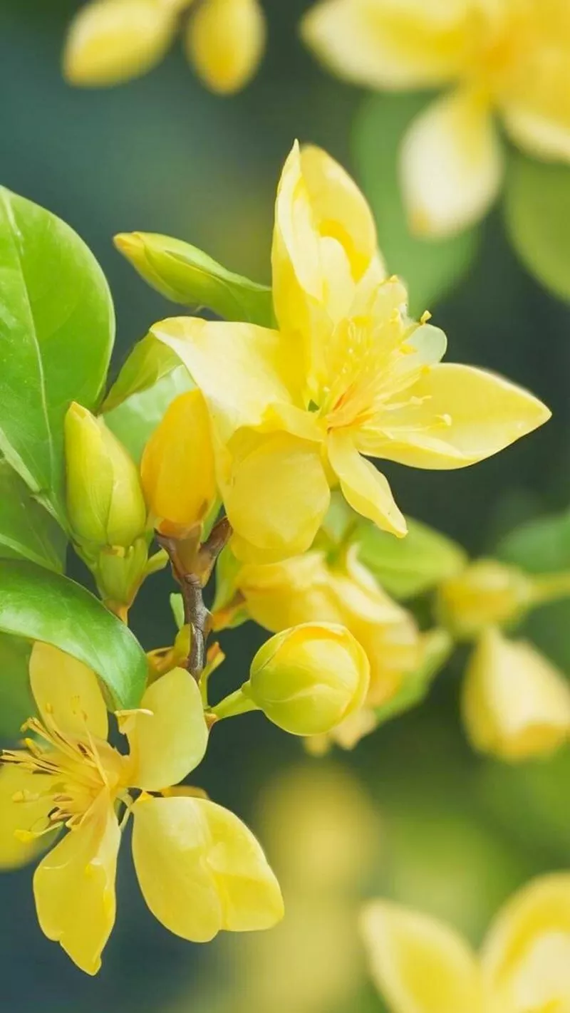 hình nền hoa mai 7