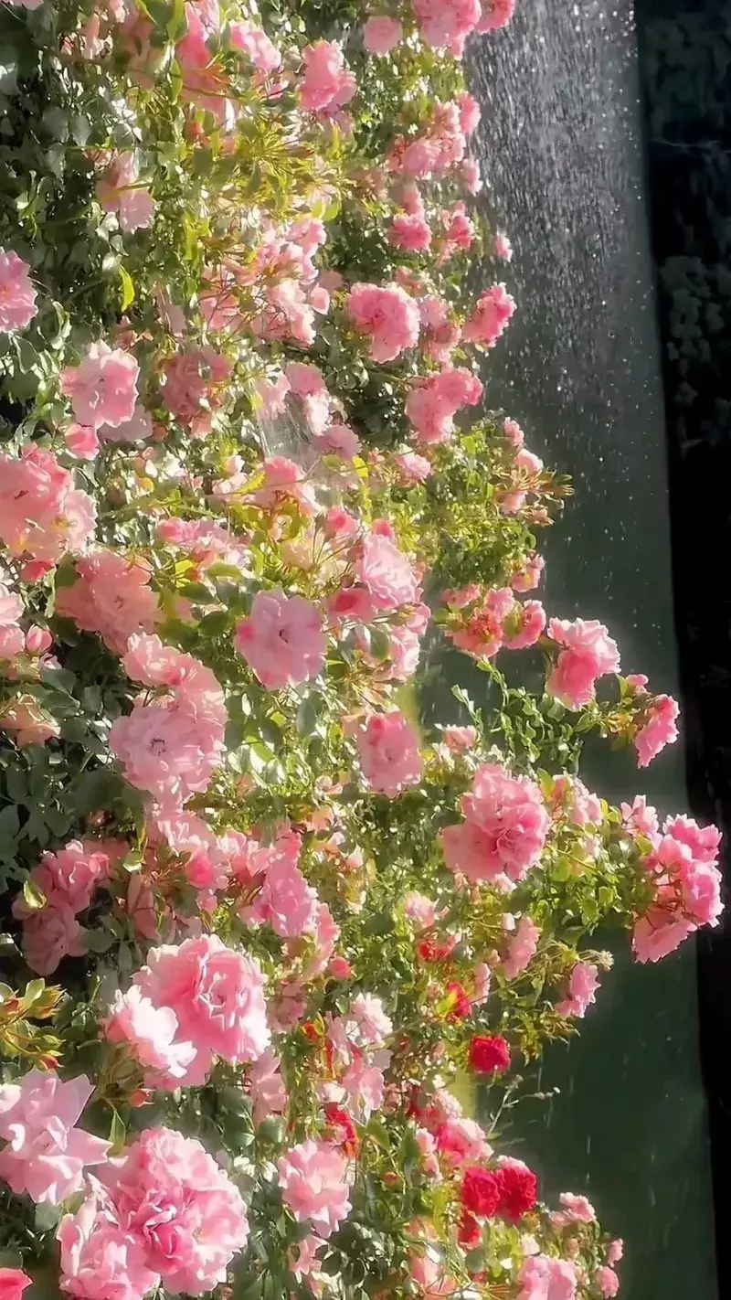 hình nền hoa mẫu đơn 1