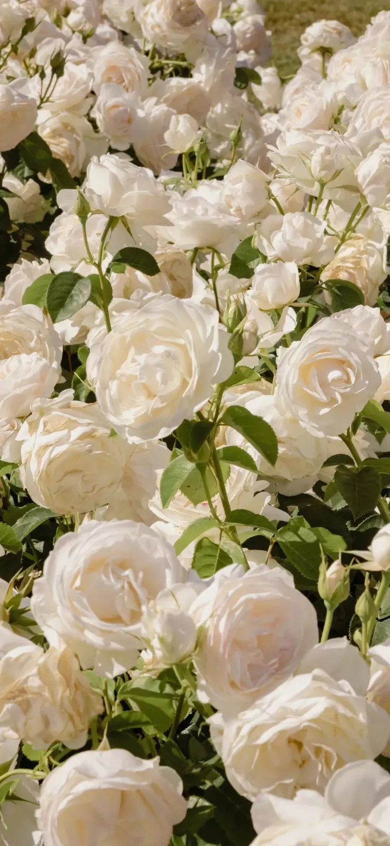 hình nền hoa mẫu đơn 13