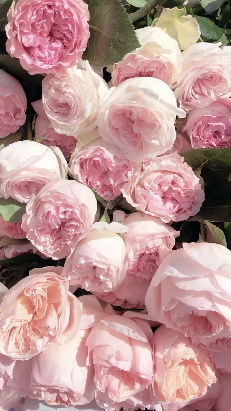 hình nền hoa mẫu đơn 18