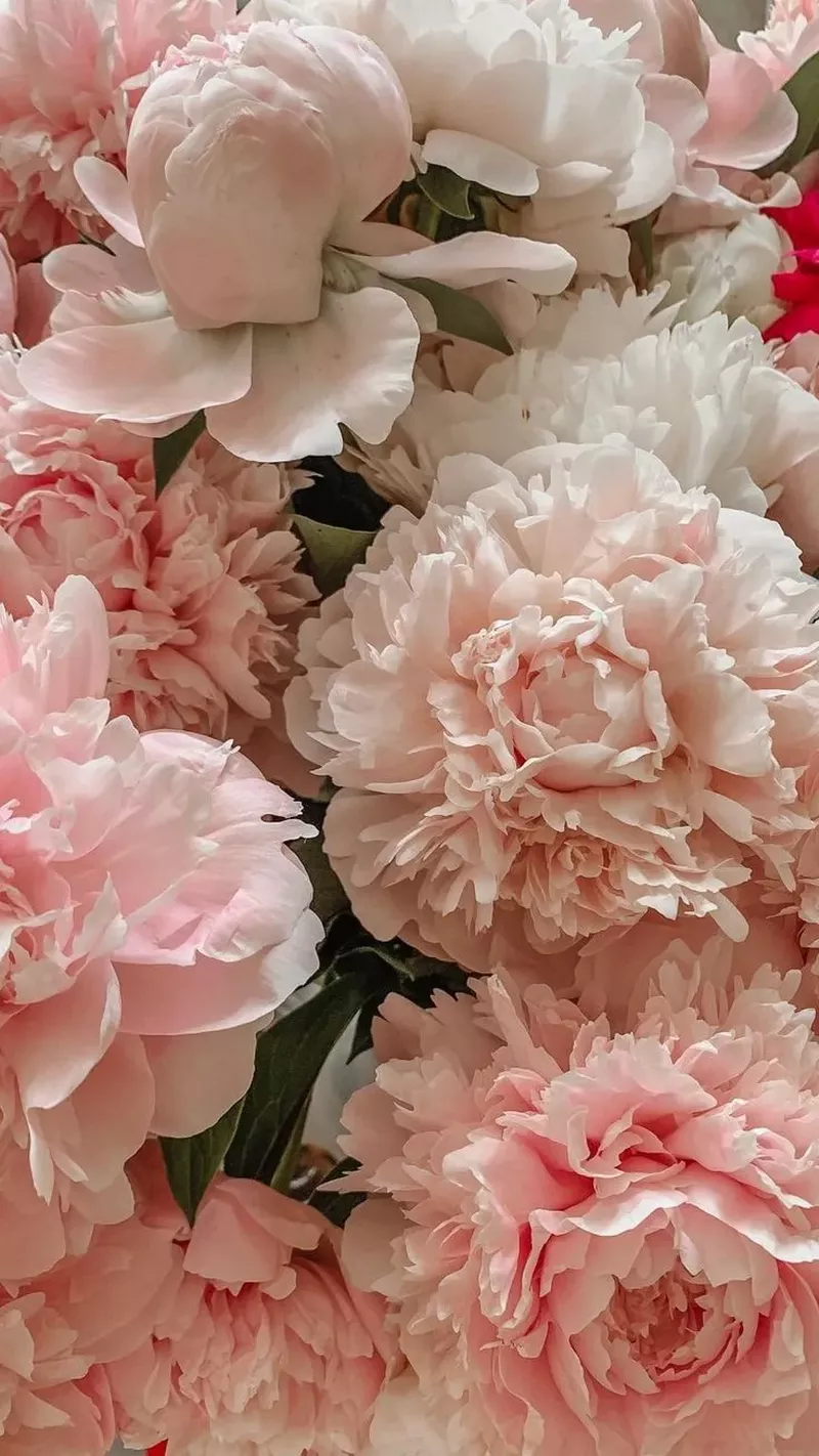 hình nền hoa mẫu đơn 22