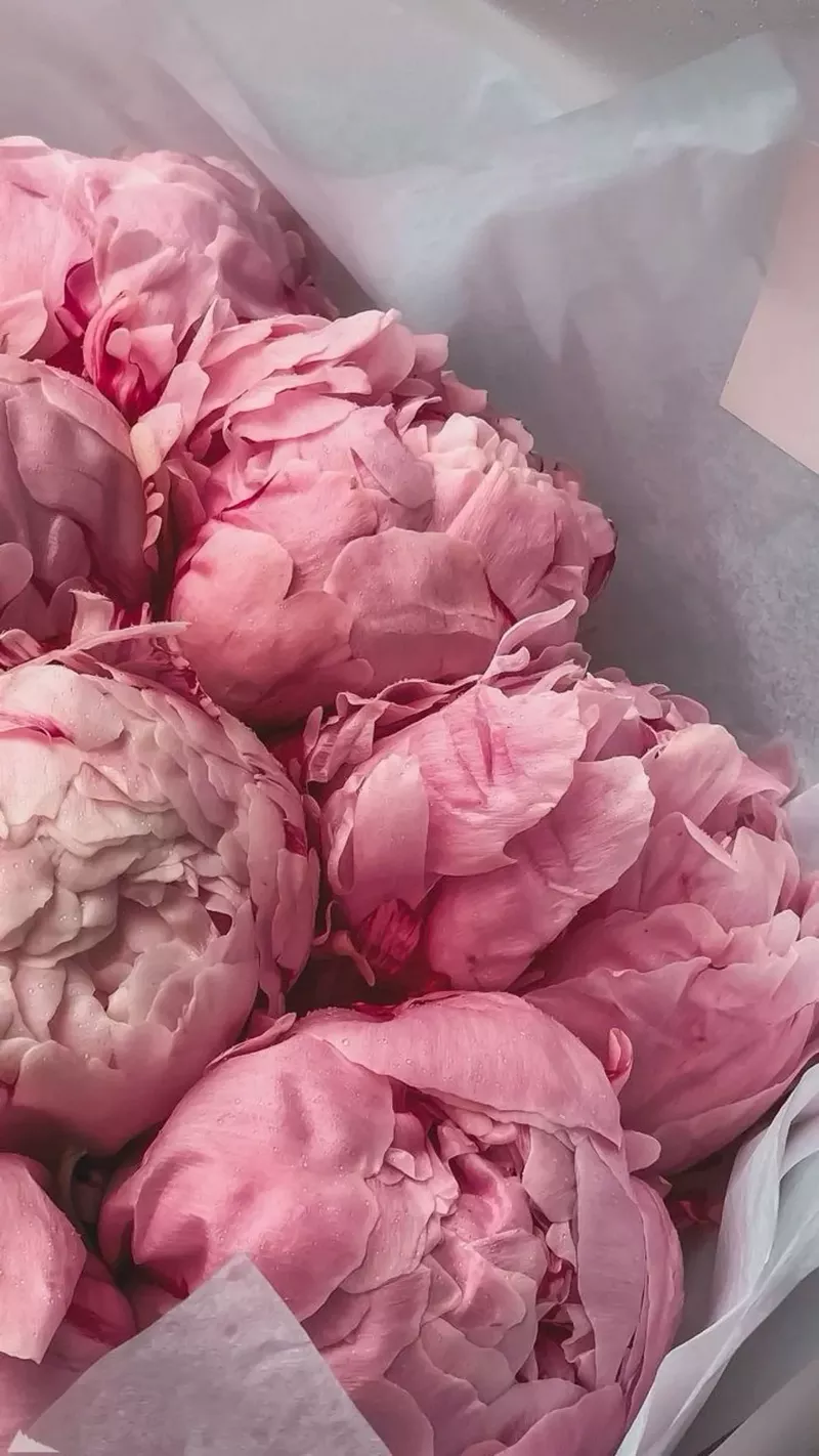 hình nền hoa mẫu đơn 32