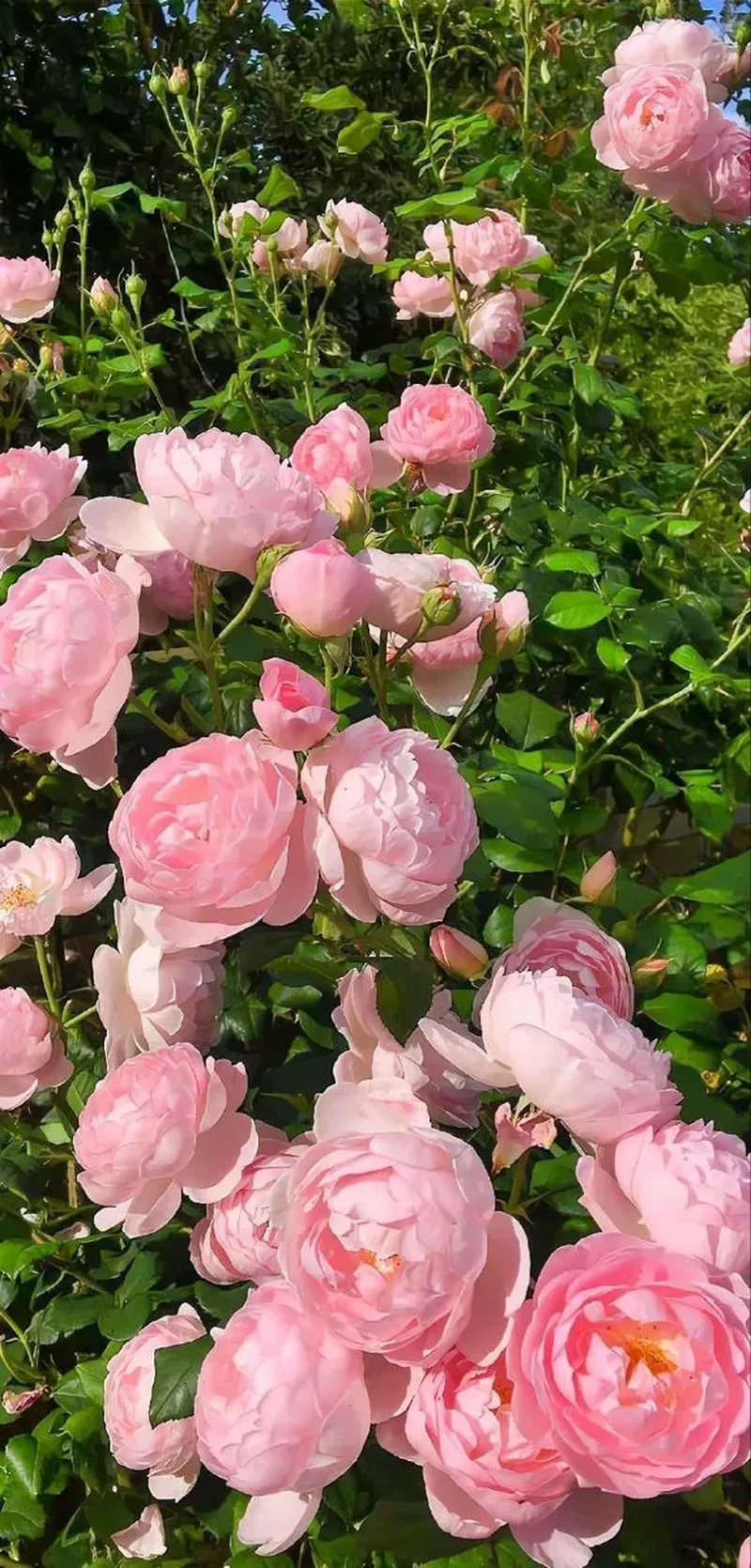 hình nền hoa mẫu đơn 43