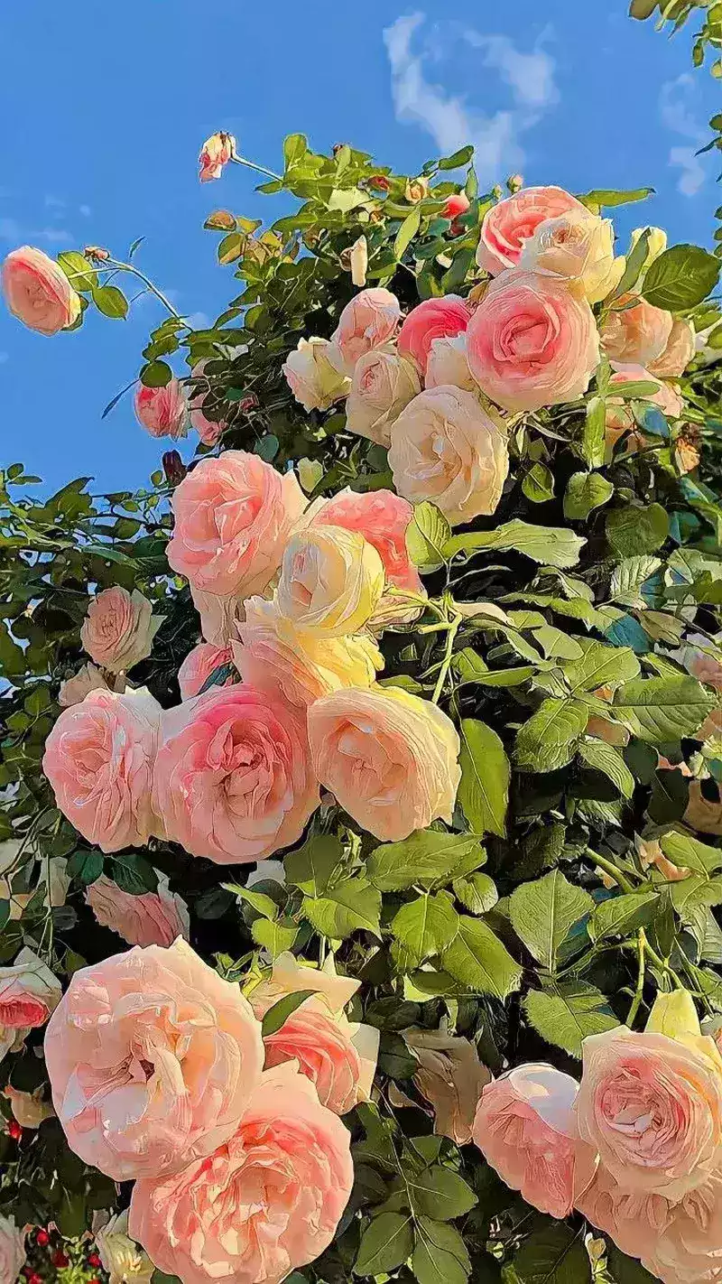 hình nền hoa mẫu đơn 45