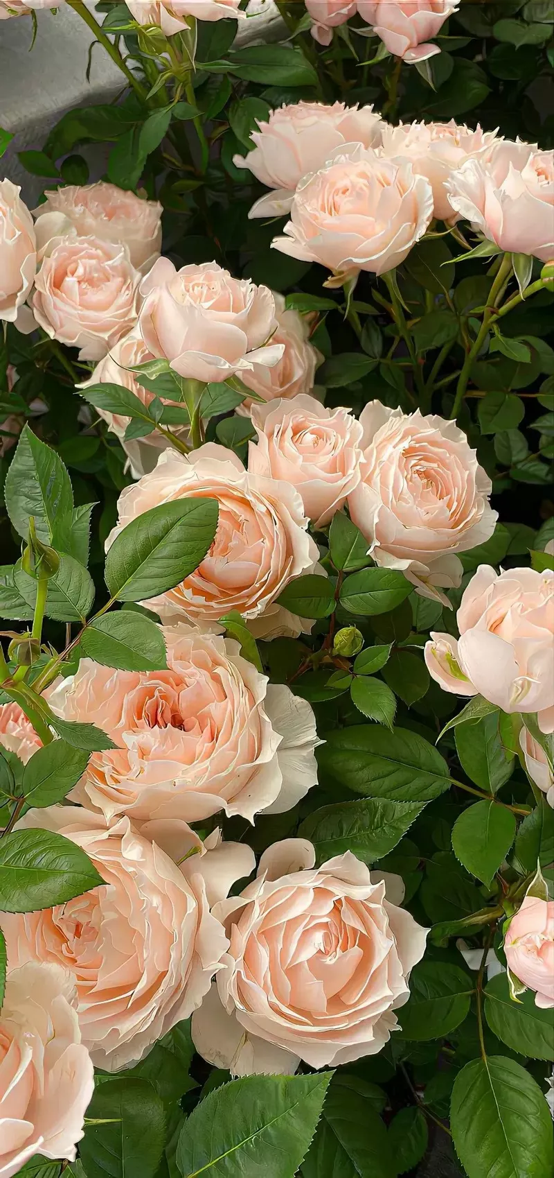 hình nền hoa mẫu đơn 47