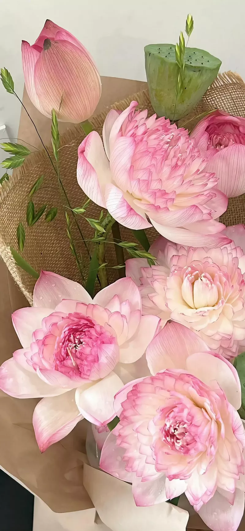 hình nền hoa mẫu đơn 6