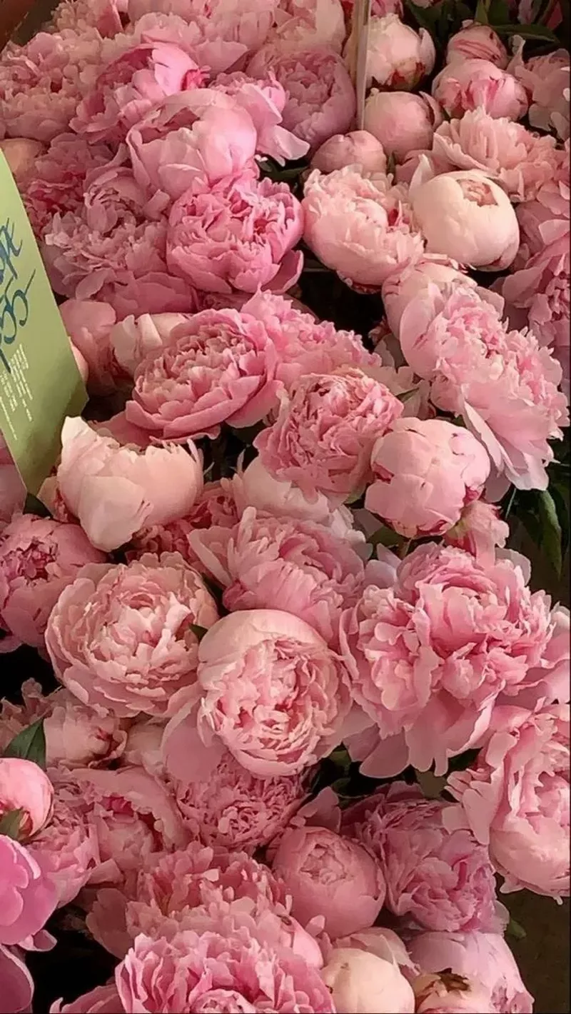 hình nền hoa mẫu đơn 9