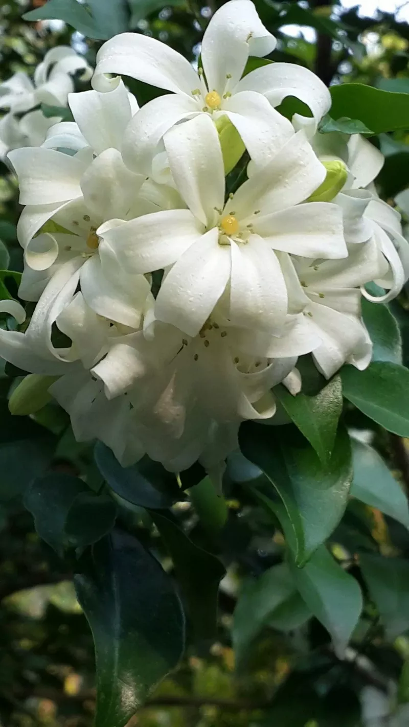 hình nền hoa nguyệt quế 1