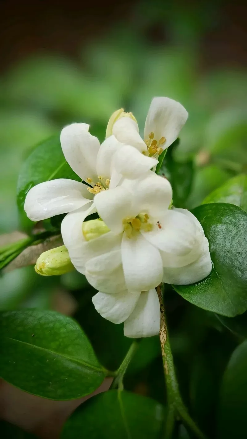 hình nền hoa nguyệt quế 10