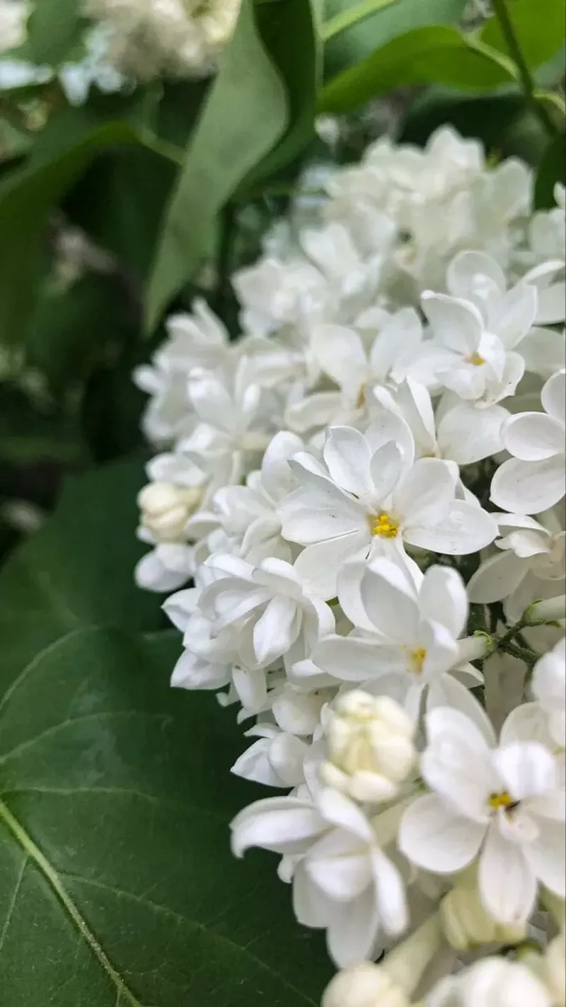 hình nền hoa nguyệt quế 11