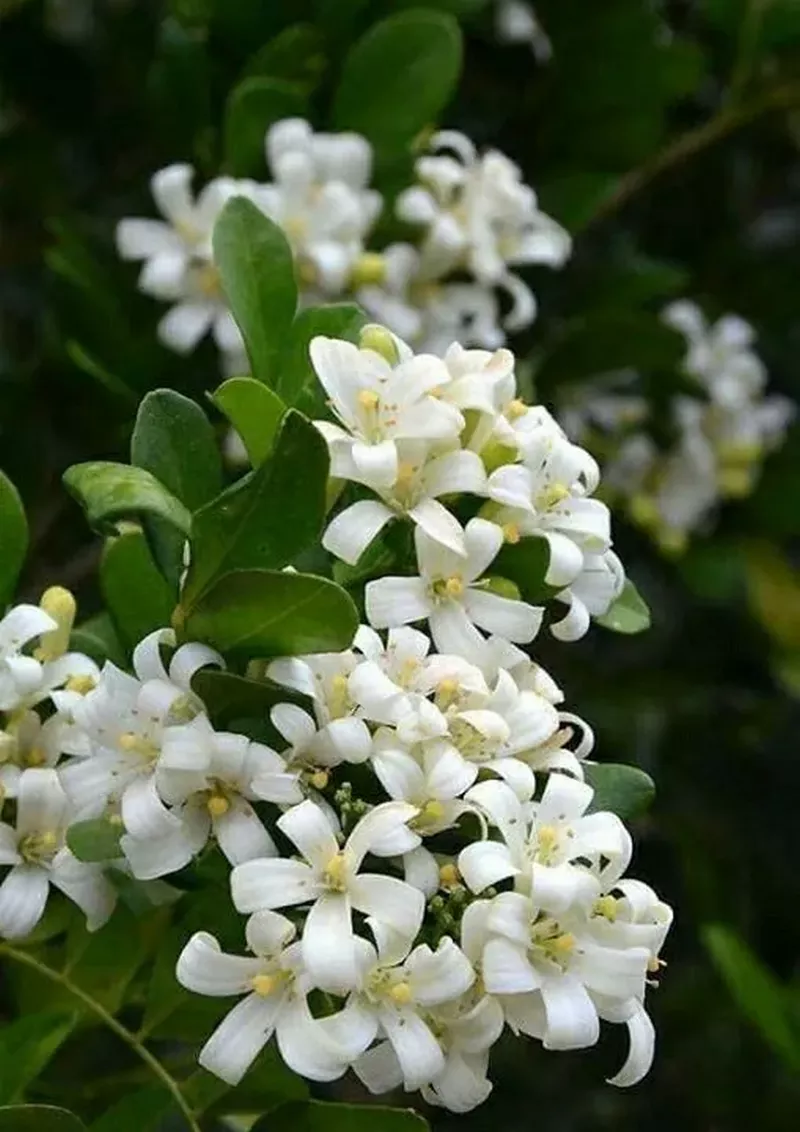 hình nền hoa nguyệt quế 12