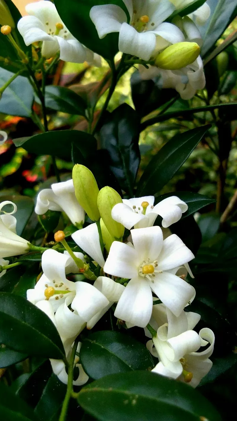 hình nền hoa nguyệt quế 13