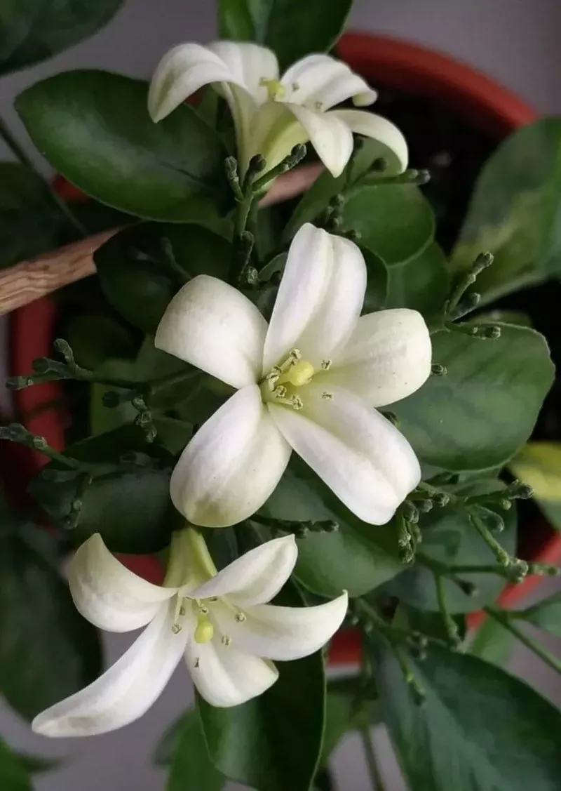 hình nền hoa nguyệt quế 14