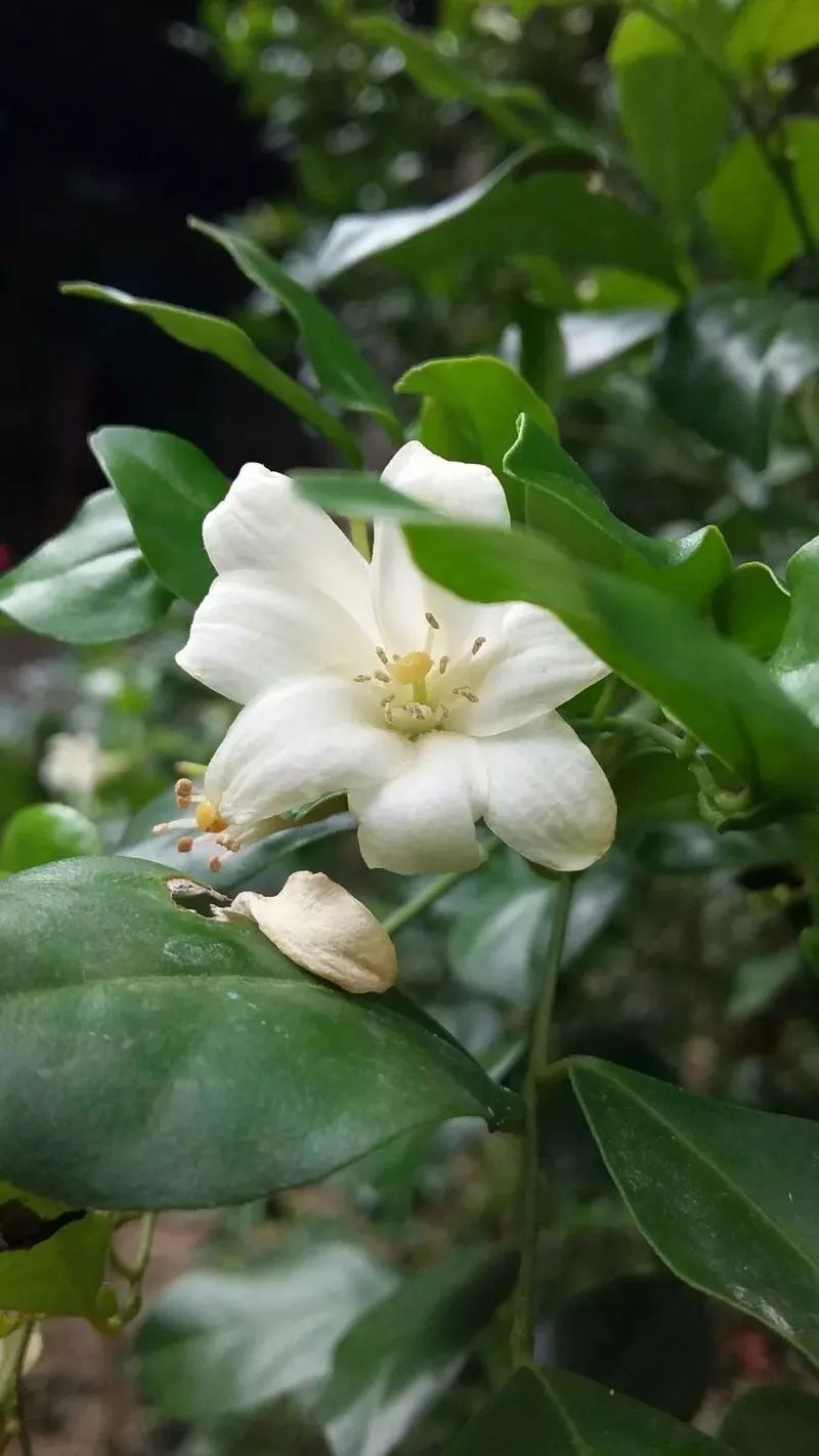 hình nền hoa nguyệt quế 15