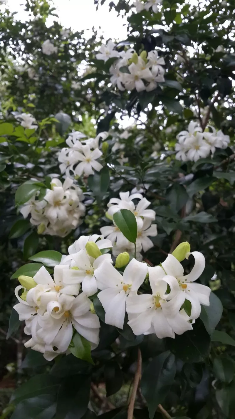 hình nền hoa nguyệt quế 17