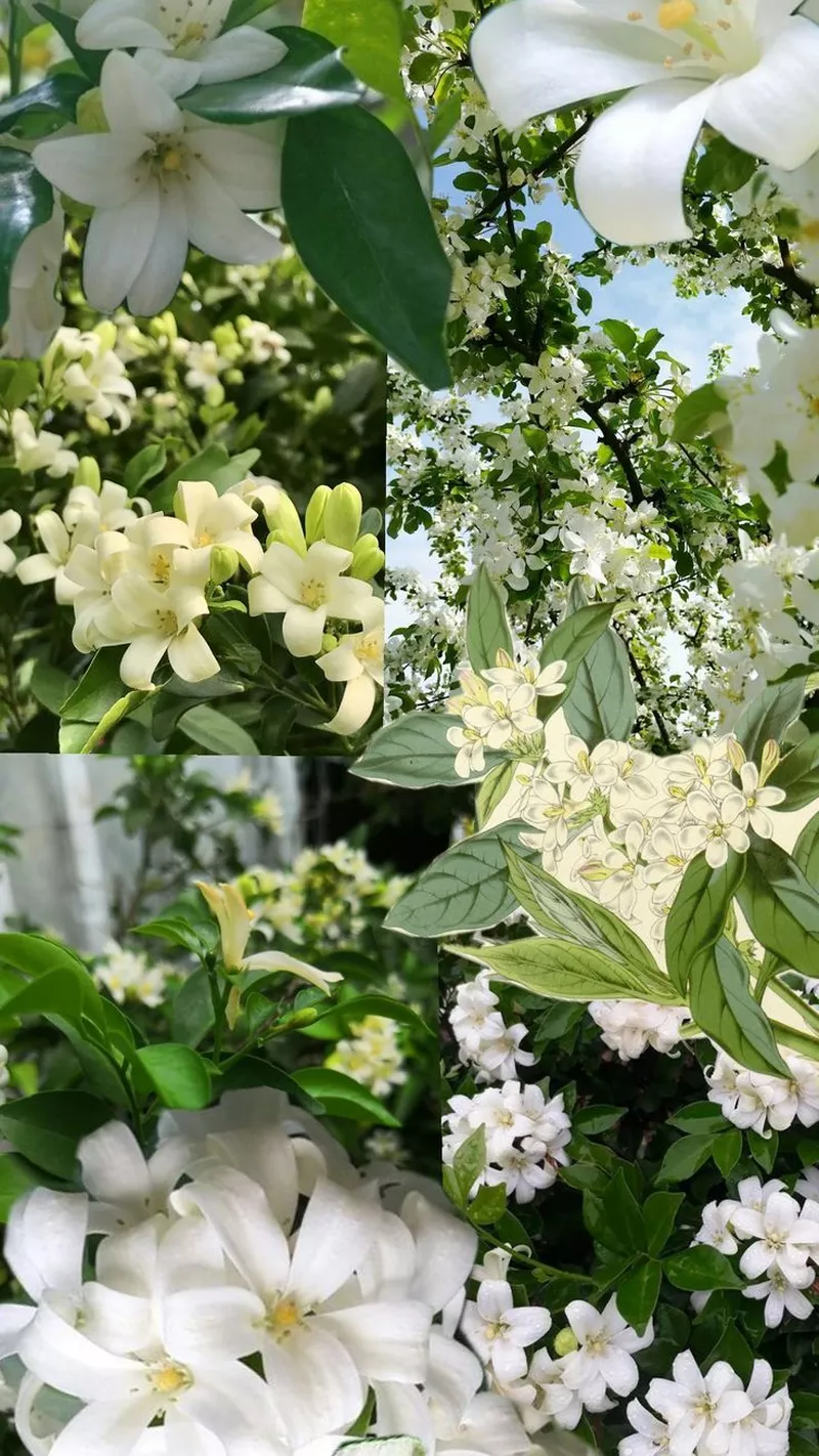 hình nền hoa nguyệt quế 18