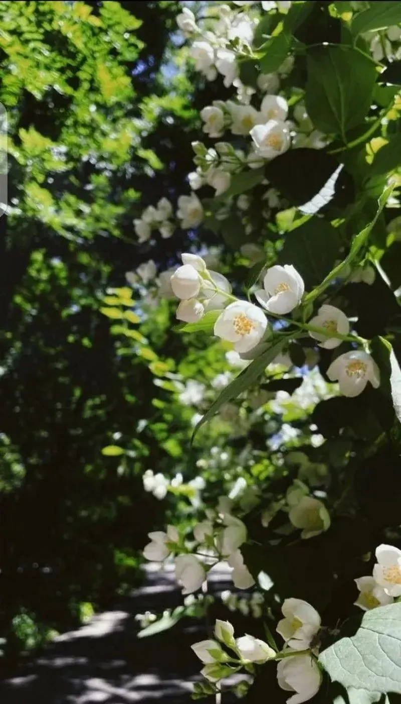 hình nền hoa nguyệt quế 19