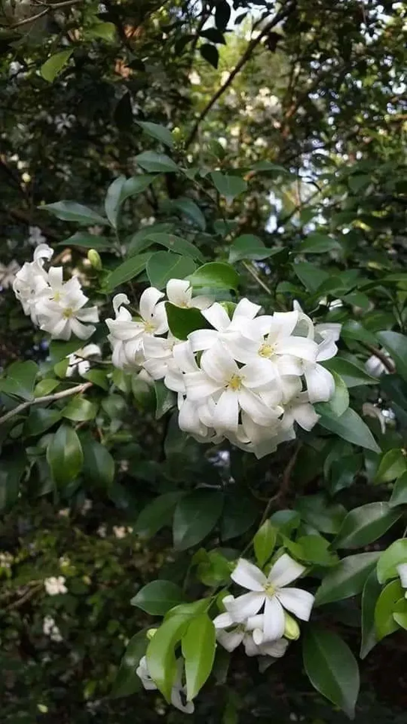 hình nền hoa nguyệt quế 20