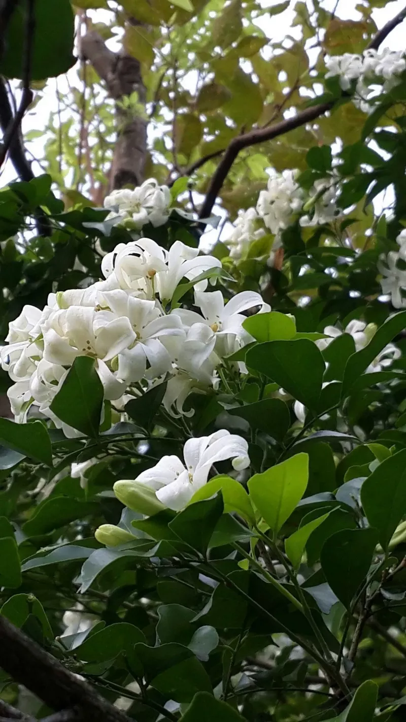 hình nền hoa nguyệt quế 21