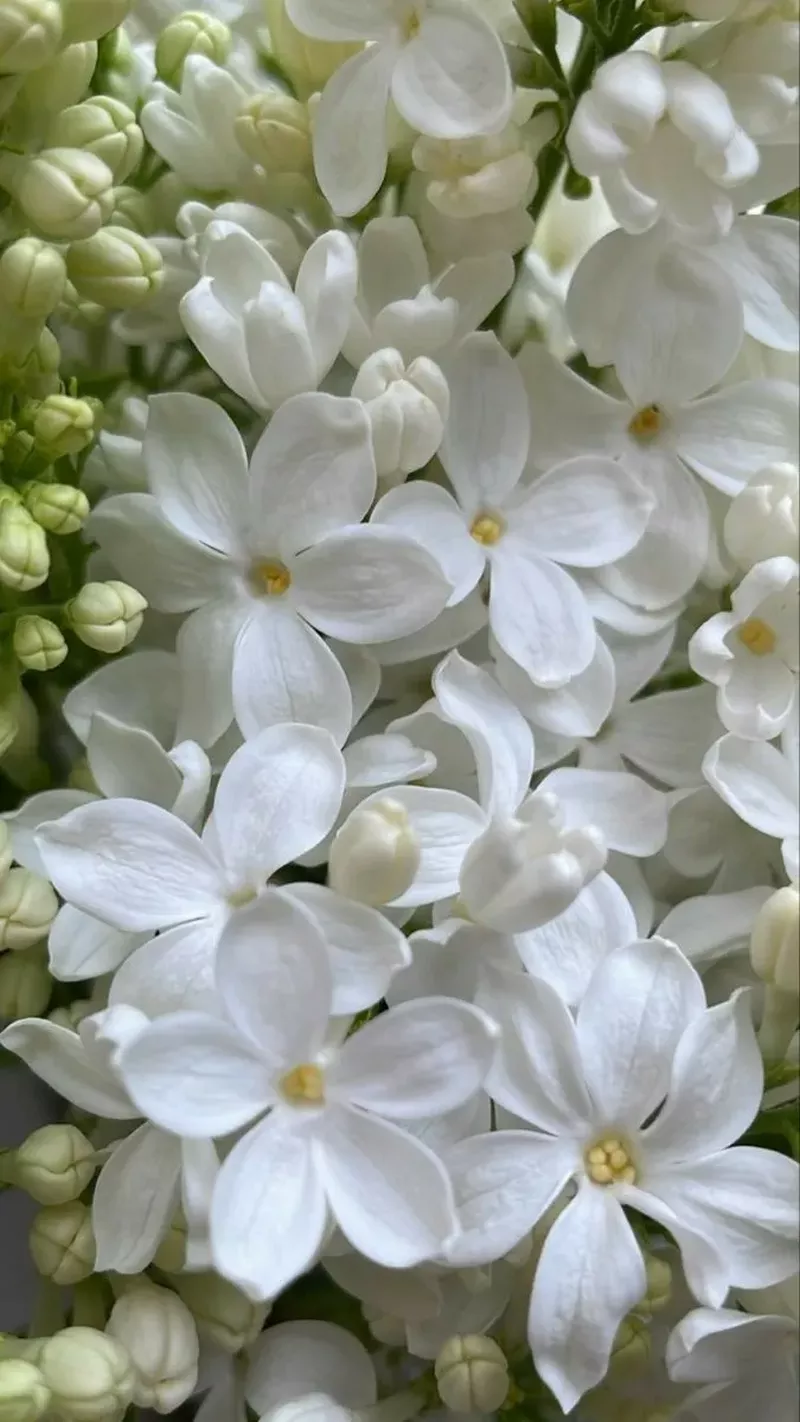 hình nền hoa nguyệt quế 22