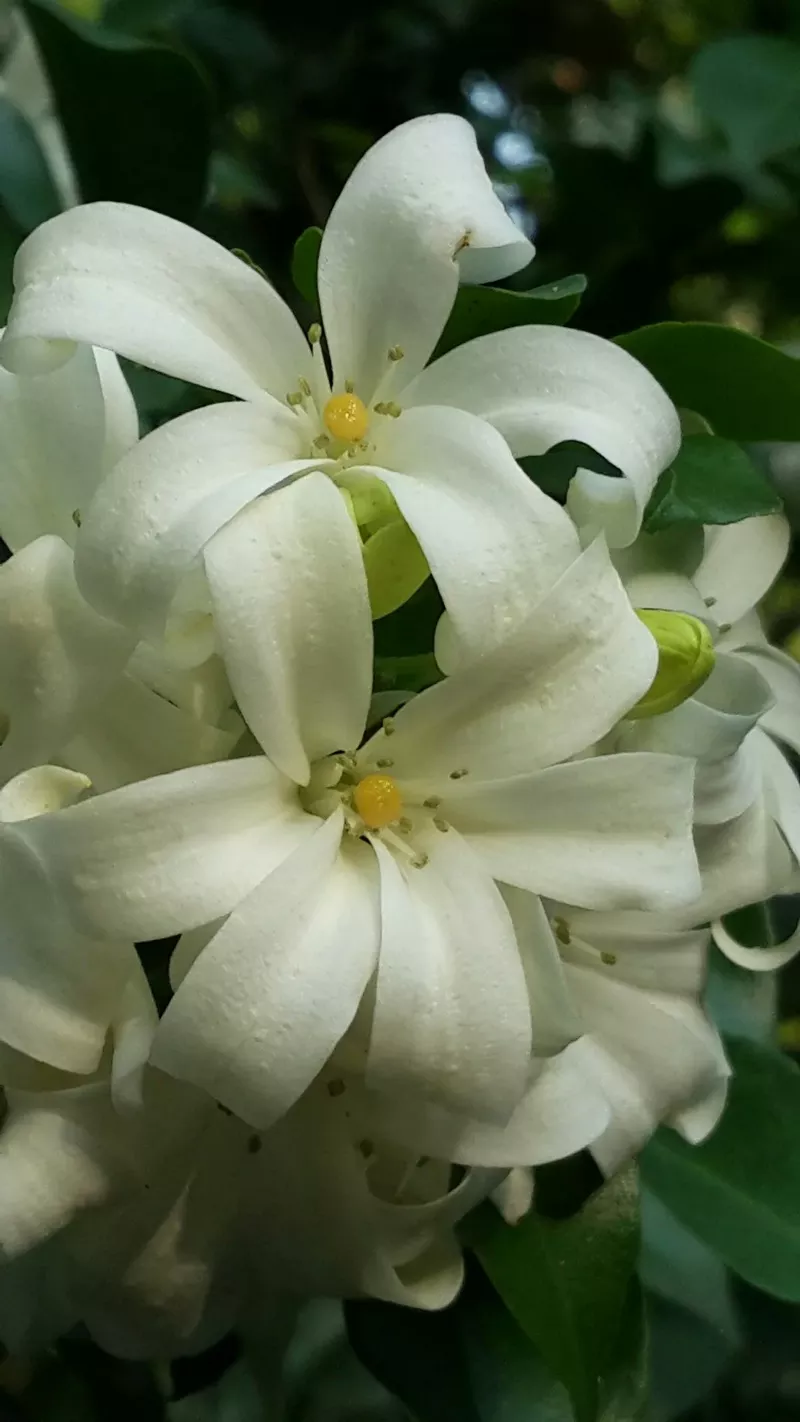 hình nền hoa nguyệt quế 23