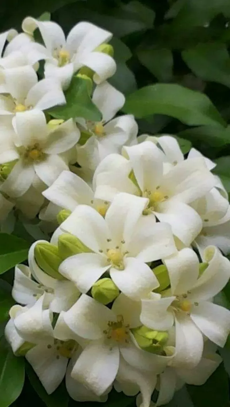 hình nền hoa nguyệt quế 24