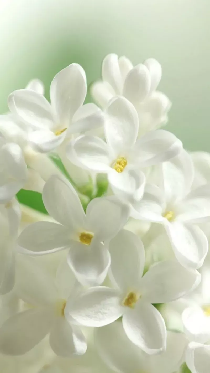 hình nền hoa nguyệt quế 25