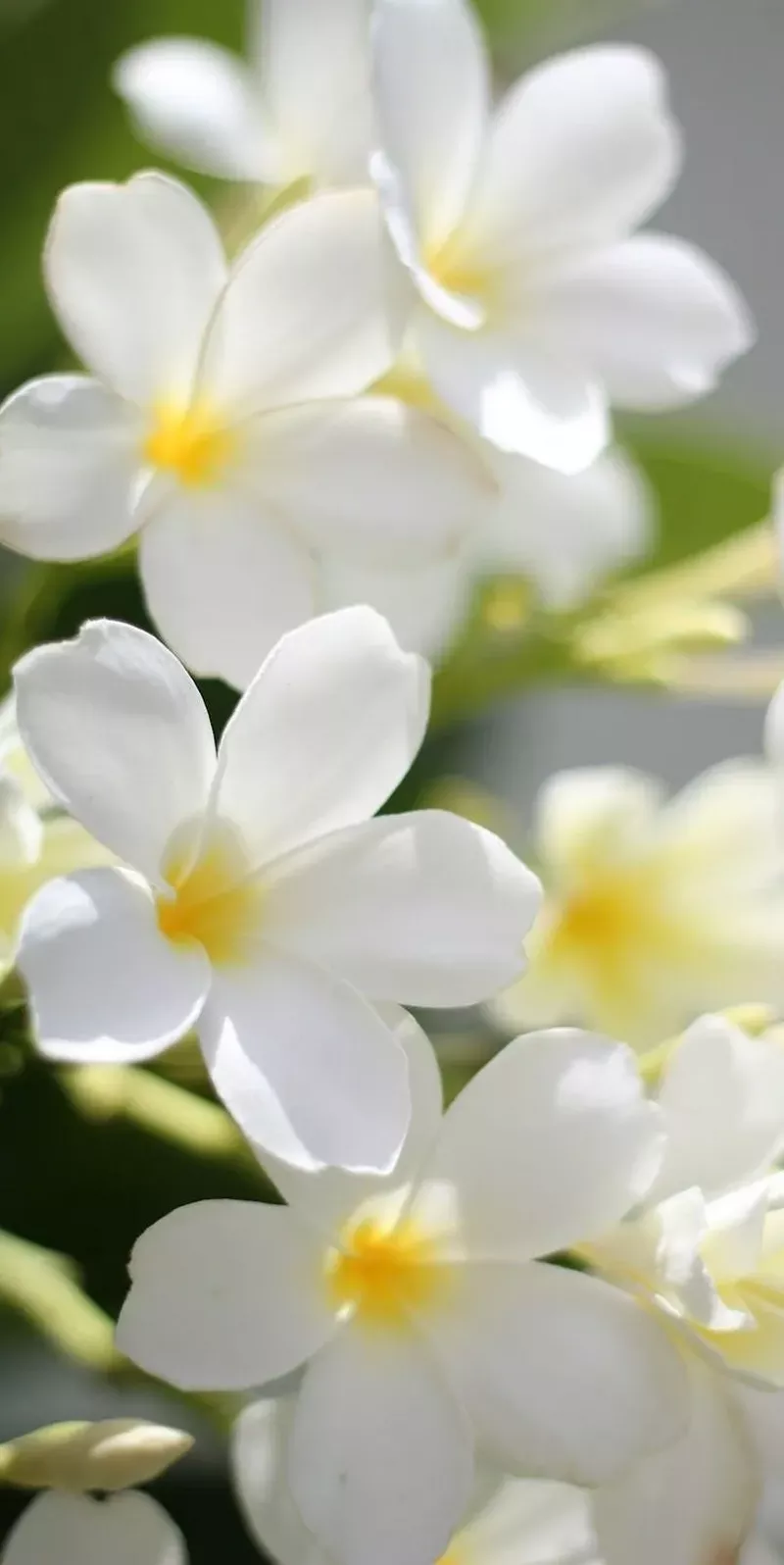 hình nền hoa nguyệt quế 26