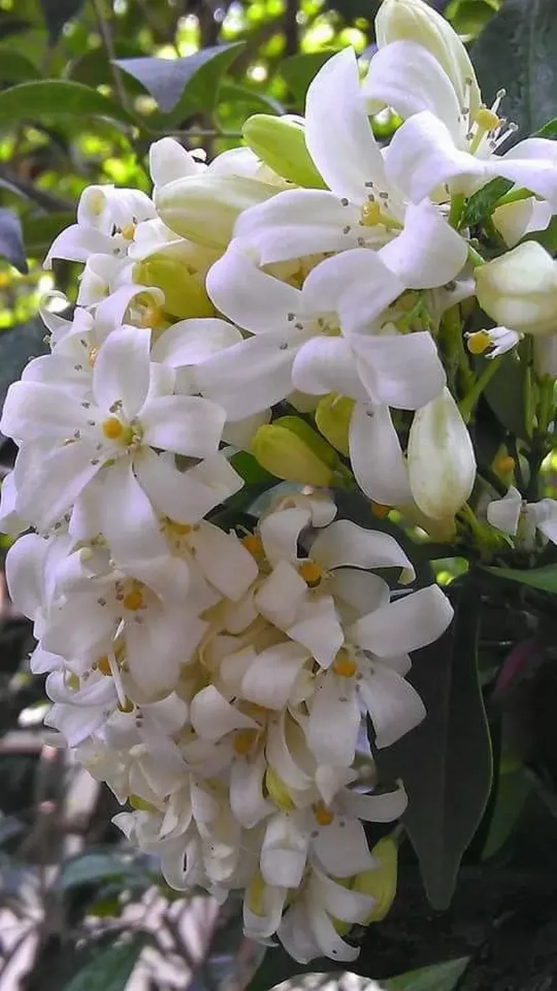 hình nền hoa nguyệt quế 27