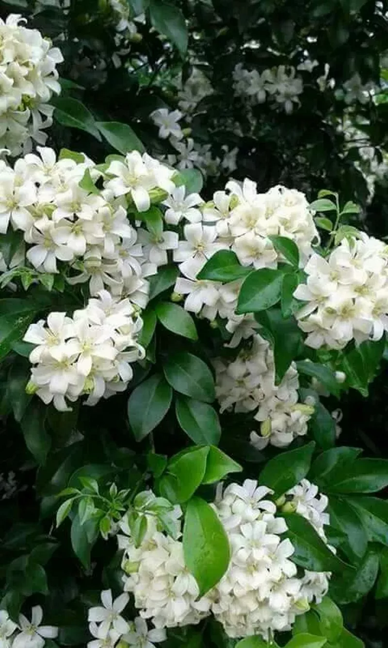 hình nền hoa nguyệt quế 28