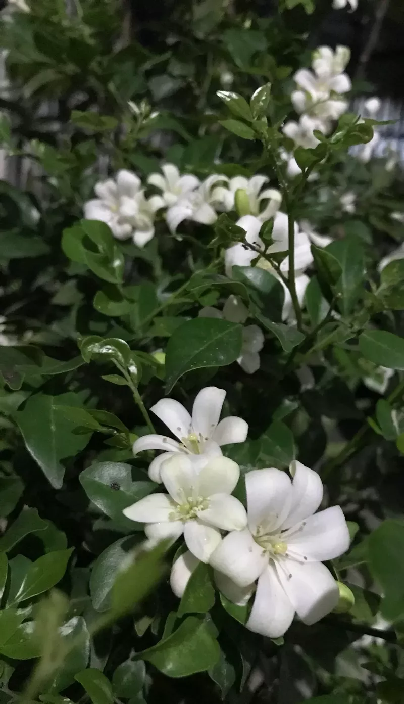 hình nền hoa nguyệt quế 3