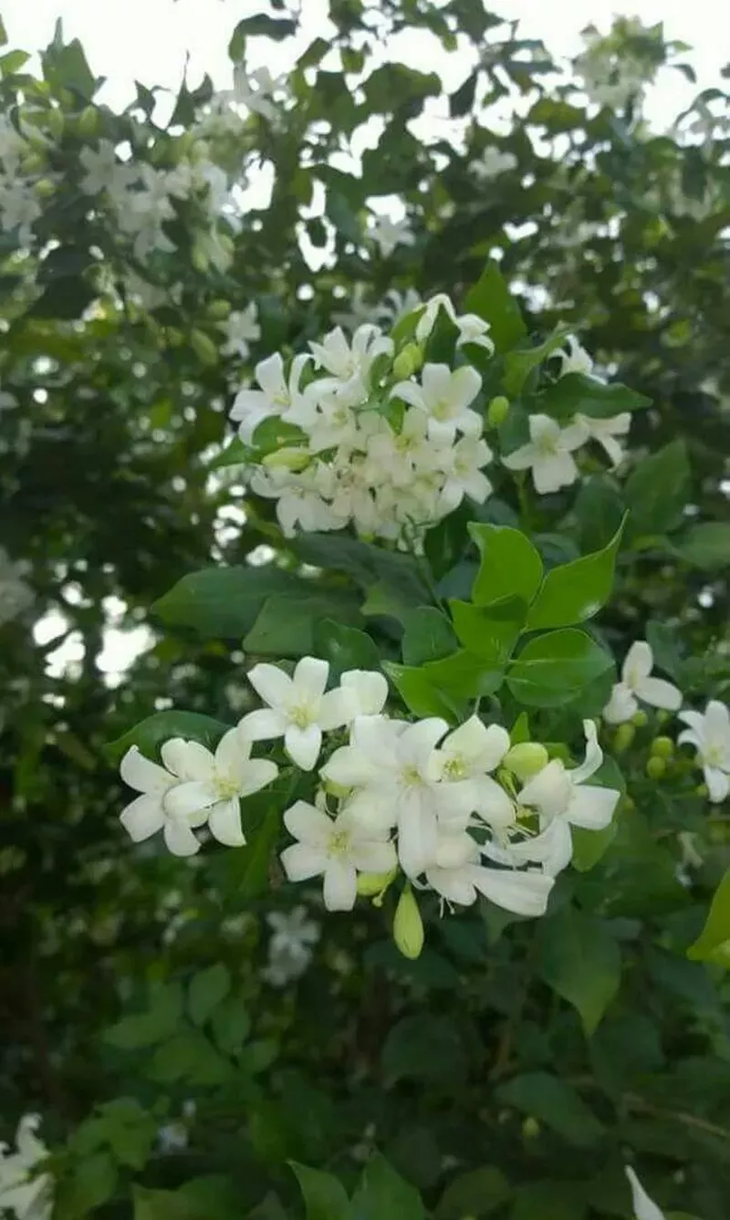 hình nền hoa nguyệt quế 30