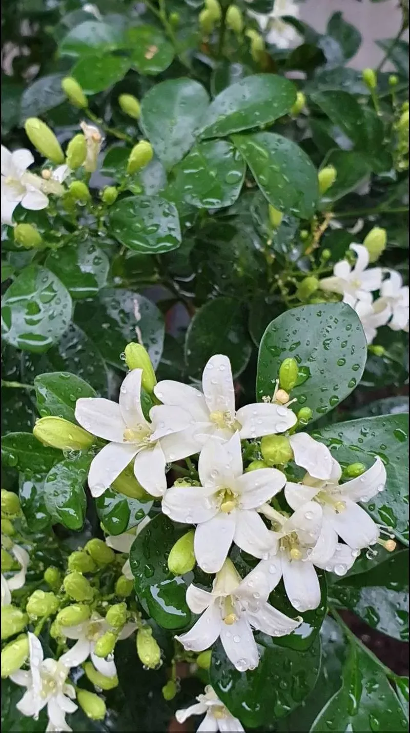 hình nền hoa nguyệt quế 5