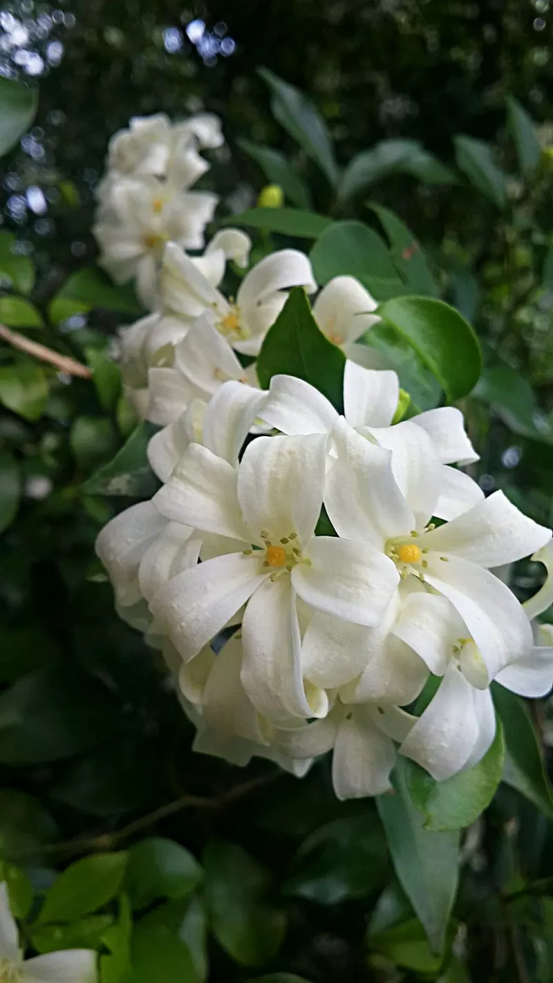 hình nền hoa nguyệt quế 8