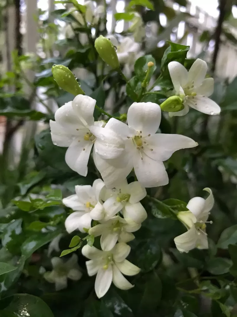 hình nền hoa nguyệt quế 9