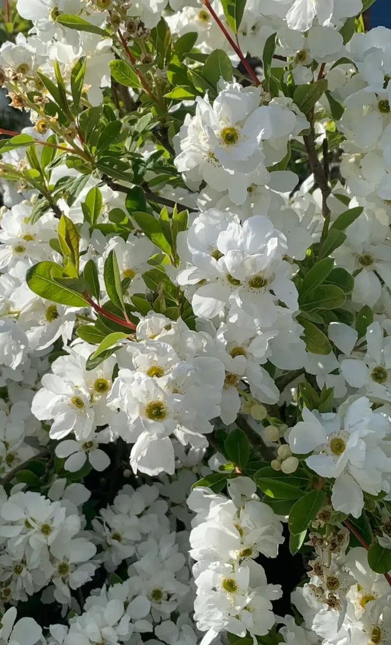 hình nền hoa nhài 10